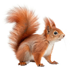 Obraz premium Red Squirrel Standing Isolated on White Background