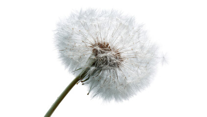 Close-up of a dandelion seed head (2)