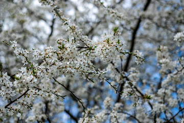 Delicate white cherry blossoms bloom on branches against a soft blue sky, creating a serene and tranquil atmosphere in a natural setting, showcasing spring beauty and renewal