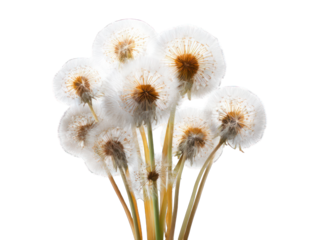 Close-up of dandelion seed heads