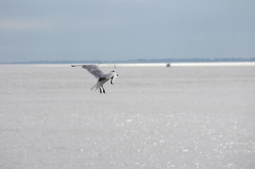 Seagull flying over sparkling water, close-up