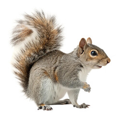 Obraz premium Gray Squirrel Standing Upright Isolated on White Background