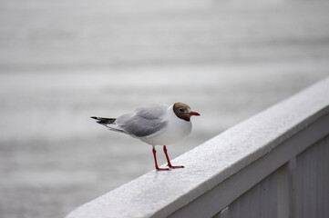 Black-headed gull close-up on a wooden railing at the North Sea