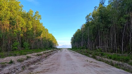 Industrial forest with acacia trees lining a dirt road under clear blue sky, showing rural landscape and nature.