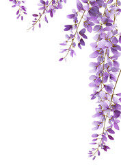 Purple wisteria blossoms cascade downward