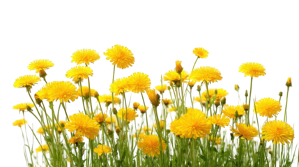 Cluster of bright yellow flowers