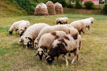 Fototapeta premium Flock of Sheep Gazing in Green Summer Pasture