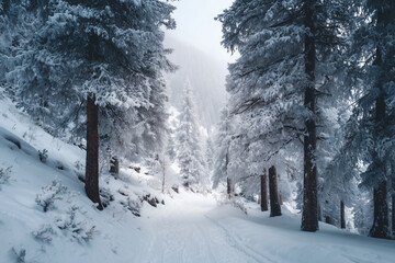 snowy forest path in winter mist, tranquil trail through snow-covered woods