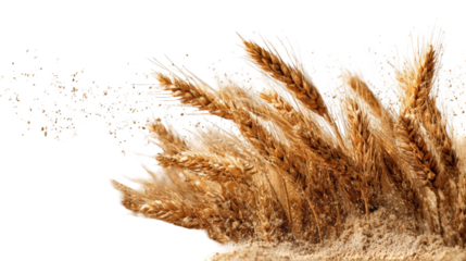 Golden wheat stalks explode outward