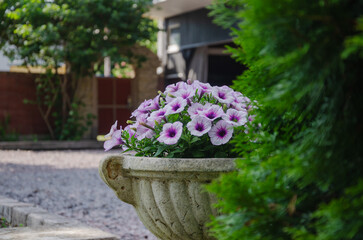 Colorful Petunia Flowers In Planters In The Garden, Garden Design And Decoration
