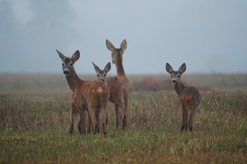Roe deer family in foggy autumn field