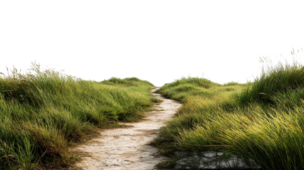 A path through tall grass