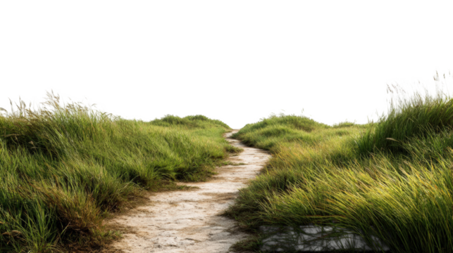 A path through tall grass