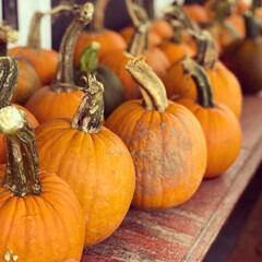 Pumpkins Waiting to Be Picked