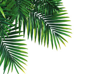 Close-up of vibrant green palm fronds, sharply detailed, against a pure black background.  The fronds are layered, with  light catching the serrated edges