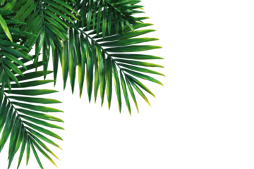 Close-up of vibrant green palm fronds, sharply detailed, against a pure black background.  The fronds are layered, with  light catching the serrated edges