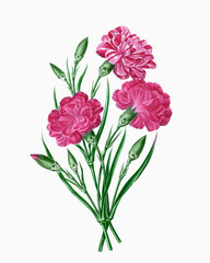Botanical flower illustration. Detailed watercolor on a soft textured white paper background.