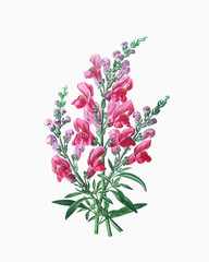 Botanical flower illustration. Detailed watercolor on a soft textured white paper background.