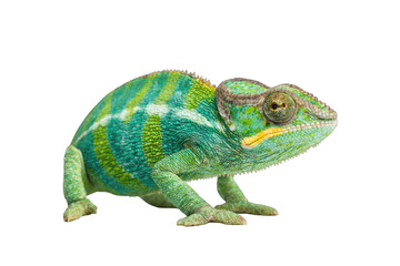 Obraz premium Close-up of a colorful chameleon