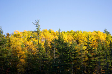 Fall treeline