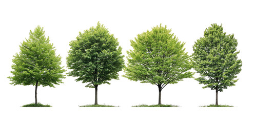 Four young, healthy trees in a row, different stages of growth