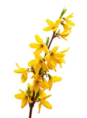 Close-up of bright yellow forsythia flowers