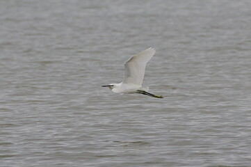 Little egret in flight over the liman in flight over the liman