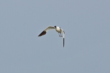 Pied avocet in flight