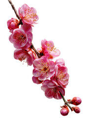 A branch of delicate pink blossoms.  Close-up of several blossoms in various stages of bloom,  with a light, slightly darker pink center, on a thin, light-brown stem