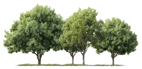 Row of lush green trees