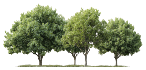 Row of lush green trees