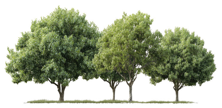 Row of lush green trees