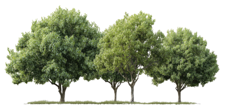 Row of lush green trees