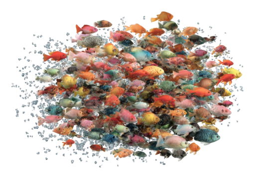 Colorful fish school in water