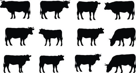 Silhouette vector illustration set of cows in different standing and grazing poses, black cattle livestock animal shapes collection for farm, ranch, dairy, and pasture design