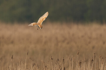Barn Owl (Tyto alba) hunting over a reedbed of the Somerset Levels in Somerset, United Kingdom