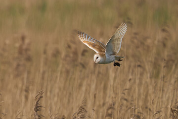 Barn Owl (Tyto alba) hunting over a reedbed of the Somerset Levels in Somerset, United Kingdom