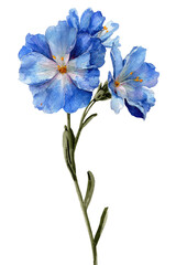 Vibrant blue flowers, detailed stem.  Delicate blossoms with light blue petals and hints of white.  Intricate shading and textured stem.  Watercolor style