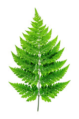 Close-up of a vibrant green fern frond, sharply detailed, against a black background.  The leaf's intricate,  delicate structure and  bright, healthy color are prominent