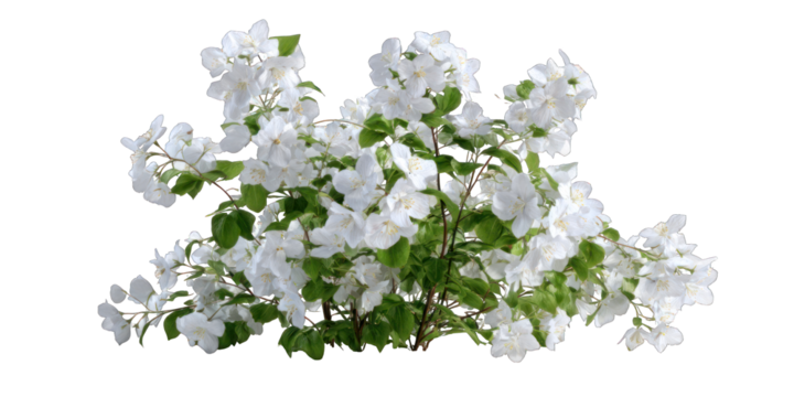 Lush cluster of white blossoms on a leafy branch