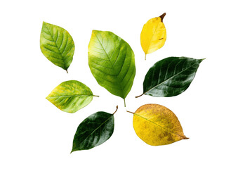 Colorful leaves arranged in a circular pattern against a black background