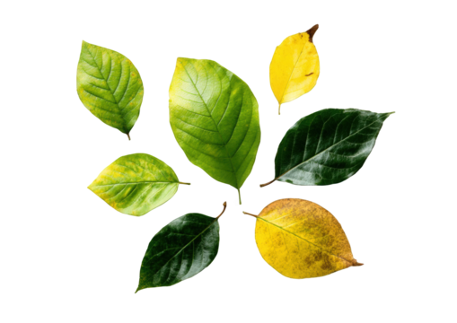 Colorful leaves arranged in a circular pattern against a black background