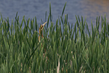 Bittern (Botaurus Stellaris) in a reedbed and sky pointing on the Somerset Levels in Somerset, United Kingdom.