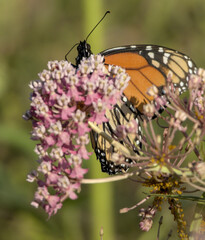 Monarch Butterfly Side Profile on Pink Milkweed Flowers