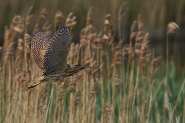 Bittern (Botaurus Stellaris) flying over the reedbeds of the Somerset Levels in Somerset, United Kingdom.