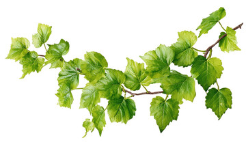 A detailed illustration of a branch with vibrant green leaves.
