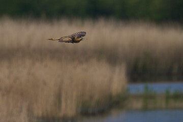 Bittern (Botaurus Stellaris) flying over the reedbeds of the Somerset Levels in Somerset, United Kingdom.