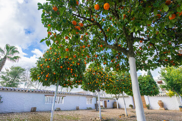 A cobblestone courtyard with orange trees and whitewashed walls. Clay pots and tiled roof add rustic charm to this Mediterranean farm setting. Antequera, Spain.