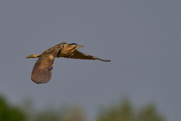 Bittern (Botaurus Stellaris) flying over the reedbeds of the Somerset Levels in Somerset, United Kingdom.