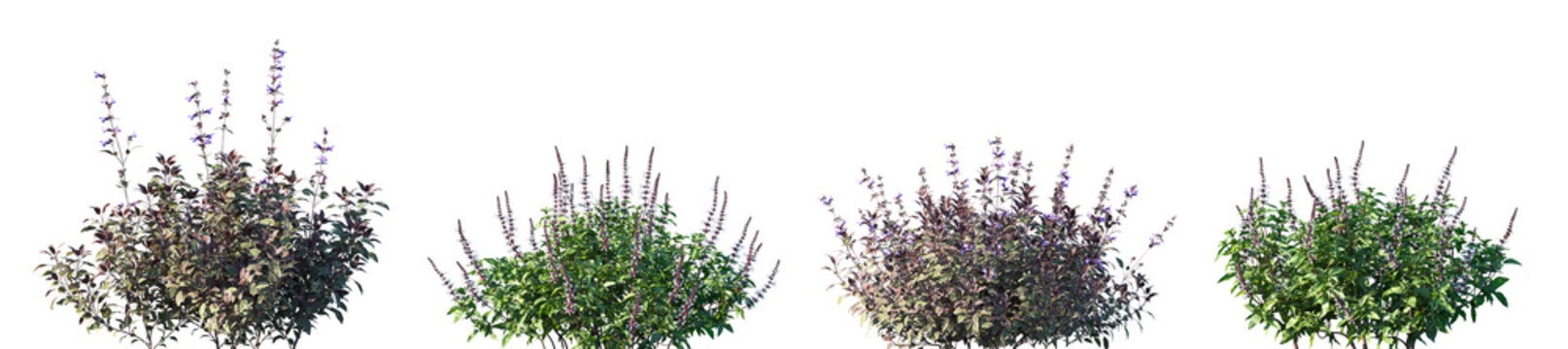 Set of Salvia Officinalis Tricolor and Ocimum basilicum frontal isolated png on a transparent background perfectly cutout high resolution